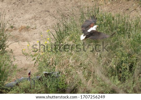 African Fish eagle attacking Goliath heron, they do this so that the heron regurgitates the fish which they then steal from heron