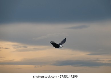African fish eagle in flight over the Chobe River in Chobe National Park, Botswana
