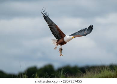African fish eagle in flight over the Chobe River in Chobe National Park, Botswana, with a tigerfish in its talons.