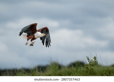 African fish eagle in flight over the Chobe River in Chobe National Park, Botswana, with a tigerfish in its talons.