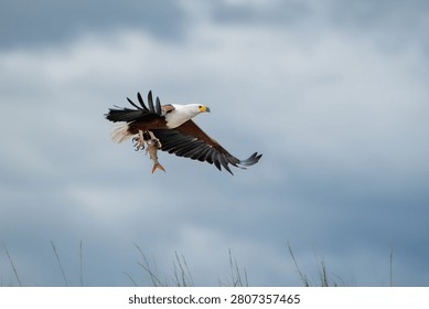 African fish eagle in flight over the Chobe River in Chobe National Park, Botswana, with a tigerfish in its talons.