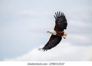 An African fish eagle flying over the Chobe River in Chobe National Park, Botswana