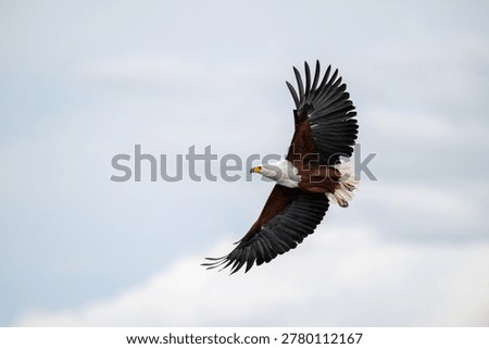 An African fish eagle flying over the Chobe River in Chobe National Park, Botswana