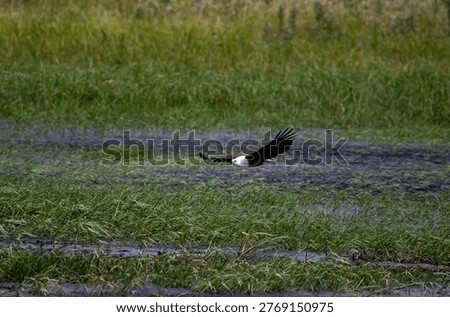 An African fish eagle flys over a flooded river in the Okavango Delta as a summer storm rolls in.
