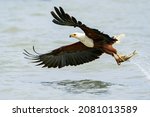 African Fish Eagle, Haliaeetus vocifer in flight catching tilapia fish, Lake Baringo, Kenya, East Africa