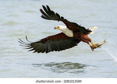 African Fish Eagle, Haliaeetus vocifer in flight catching tilapia fish, Lake Baringo, Kenya, East Africa - Shutterstock ID 2081013589