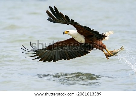 African Fish Eagle, Haliaeetus vocifer in flight catching tilapia fish, Lake Baringo, Kenya, East Africa