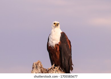 African Fish Eagle Perched On Tree Stump Above River.