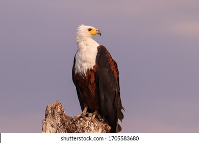 African Fish Eagle Perched On Tree Stump Above River.