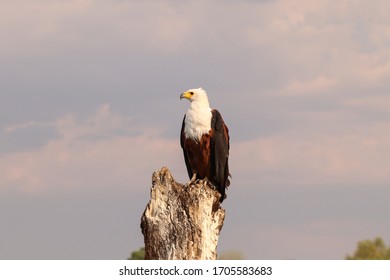 African Fish Eagle Perched On Tree Stump Above River.