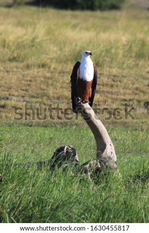 African fish eagle perched on a branch