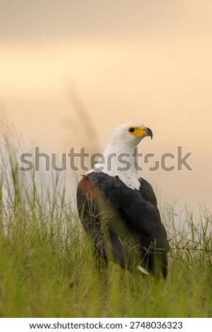 African fish eagle perched on the shore of Chobe River in Chobe National Park, Botswana, during the rainy season