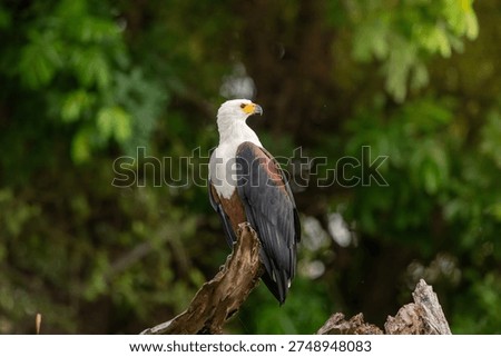 African fish eagle perched on a fallen tree on the shore of the Chobe River in Chobe National Park, Botswana.