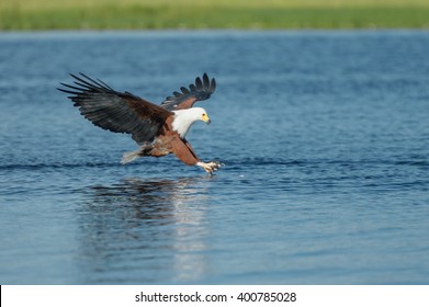 African Fish Eagle with small tiger fish in claw on Chobe River, Botswana
