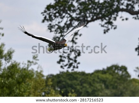 African Fish Eagle Soaring Over Woodland Landscape