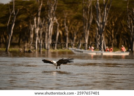 An African fish eagle soars over Lake Naivasha, Kenya, with a boat of tourists in the background. This stunning wildlife shot captures birdwatching, safari experiences, and nature conservation efforts