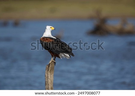 African fish eagle standing on a log over water in Kruger National park, South Africa ; Specie Haliaeetus vocifer family of Accipitridae