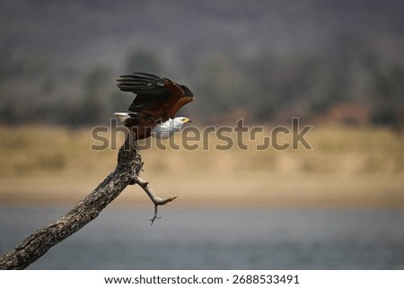 African fish eagle taking off from bough