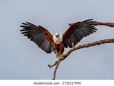 African Fish Eagle Wing Span In The Kruger National Park