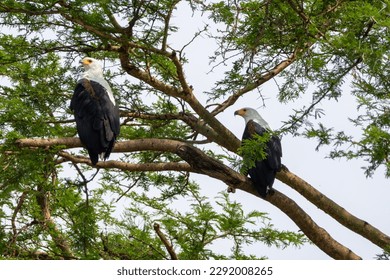 African fish eagles perched in the trees on the Kazinga Channel - Queen Elizabeth National Park Uganda - Shutterstock ID 2292008265