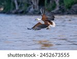 African Fish-Eagle, haliaeetus vocifer, Adult in flight, Chobe River, Okavango Delta in Botswana