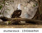 African Fish-eagle - Haliaeetus vocifer  large species of white and brown eagle found throughout sub-Saharan Africa, national bird of Namibia, Zimbabwe, Zambia, and South Sudan. 