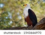 African Fish-eagle - Haliaeetus vocifer  large species of white and brown eagle found throughout sub-Saharan Africa, national bird of Namibia, Zimbabwe, Zambia, and South Sudan. 