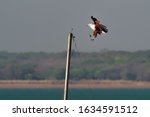 African Fish-eagle - Haliaeetus vocifer  large species of white and brown eagle found throughout sub-Saharan Africa, national bird of Namibia, Zimbabwe, Zambia, flying with the prey fish.