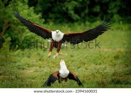 African Fish-eagle Haliaeetus vocifer  large white and brown eagle from Africa, national bird of Namibia, Zimbabwe, Zambia and South Sudan. Flying and landing eagle to another bird on green background