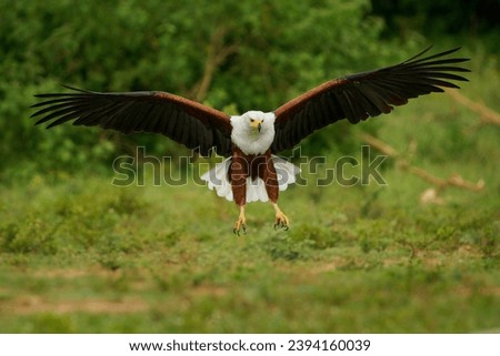 African Fish-eagle - Haliaeetus vocifer  large white and brown eagle found throughout Africa, national bird of Namibia, Zimbabwe, Zambia, and South Sudan. Flying and landing eagle on green background