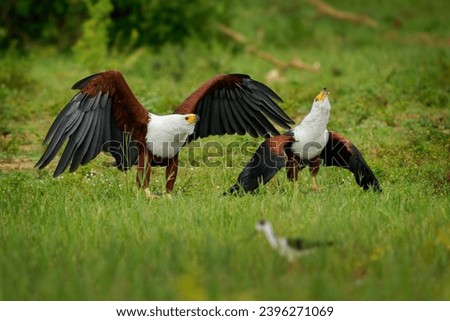 African Fish-eagle Haliaeetus vocifer  large white and brown eagle from Africa, national bird of Namibia, Zimbabwe, Zambia and South Sudan. Flying and landing eagles on the green background.