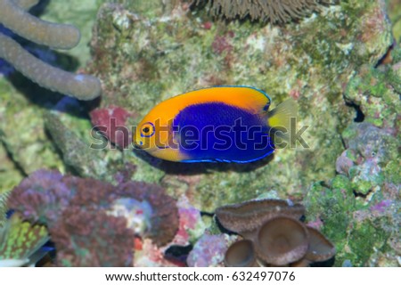 african flameback pygmy angelfish