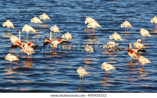 african flamingo lake