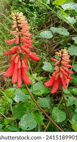 African flower, red flower, Corel tree, botanical 