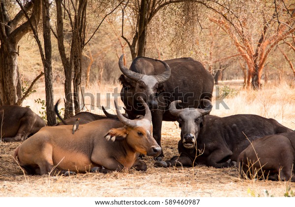 skrue leje apparat African Forest Buffalo Bandia Reserve Senegal Stock Photo (Edit Now)  589460987