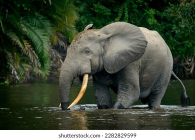 African forest elephant (Loxodonta cyclotis) and the Lekoli River. Odzala-Kokoua National Park. Cuvette-Ouest Region. Republic of the Congo - Powered by Shutterstock