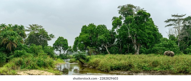 African forest elephant (Loxodonta cyclotis) and the Lekoli River. Odzala-Kokoua National Park. Cuvette-Ouest Region. Republic of the Congo - Shutterstock ID 2282829603