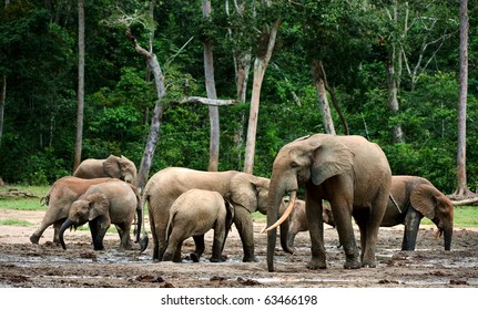 The African Forest Elephant (Loxodonta Cyclotis) Is A Forest Dwelling Elephant Of The Congo Basin.