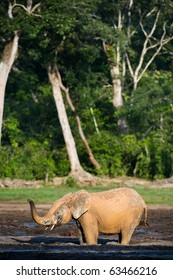 The African Forest Elephant (Loxodonta Cyclotis) Is A Forest Dwelling Elephant Of The Congo Basin.