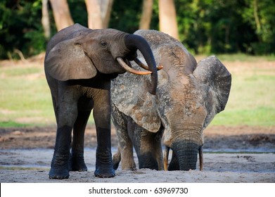 The African Forest Elephant (Loxodonta Cyclotis) Is A Forest Dwelling Elephant Of The Congo Basin.