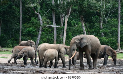 The African Forest Elephant (Loxodonta Cyclotis) Is A Forest Dwelling Elephant Of The Congo Basin.