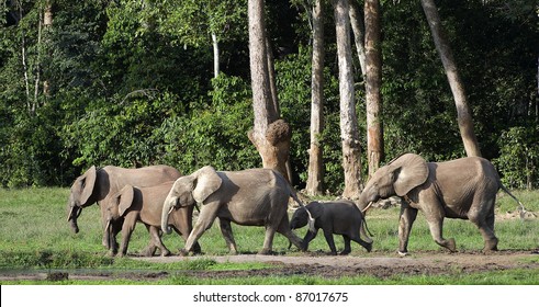 The African Forest Elephant (Loxodonta Cyclotis) Is A Forest Dwelling Elephant Of The Congo Basin.