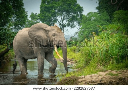 African forest elephant (Loxodonta cyclotis) and the Lekoli River. Odzala-Kokoua National Park. Cuvette-Ouest Region. Republic of the Congo