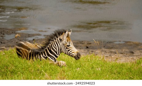 african forest, zebra, wildlife, animal, safari jungle, baby zebra, beautiful animal, stunning nature, 4k wallpaper, hd photo - Powered by Shutterstock