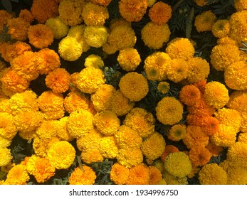 A lot of African or French marigold flower