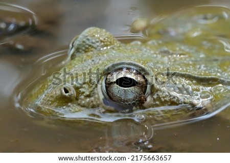 African frog hiding waiting for prey, African frog closeup on water