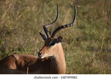 African Gazelle Glancing Toward Skyline Of Nairobi. 