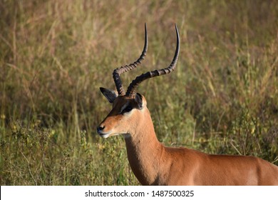 African Gazelle Glancing Toward Skyline Of Nairobi. 