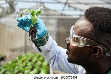 African geneticists, wearing protective glasses, are researching vegetables, scientists holding vegetables and thinking. - Powered by Shutterstock