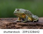 The African Giant Bullfrog (Pyxicephalus adspersus) is the world